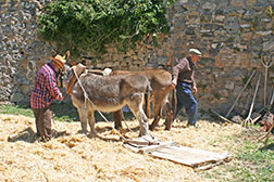 La trilla en el Camero Viejo